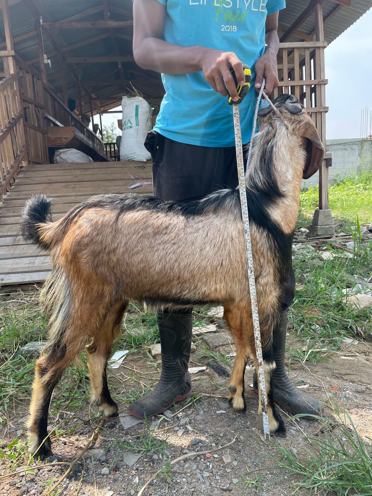 Jawarandu Jerabang 5